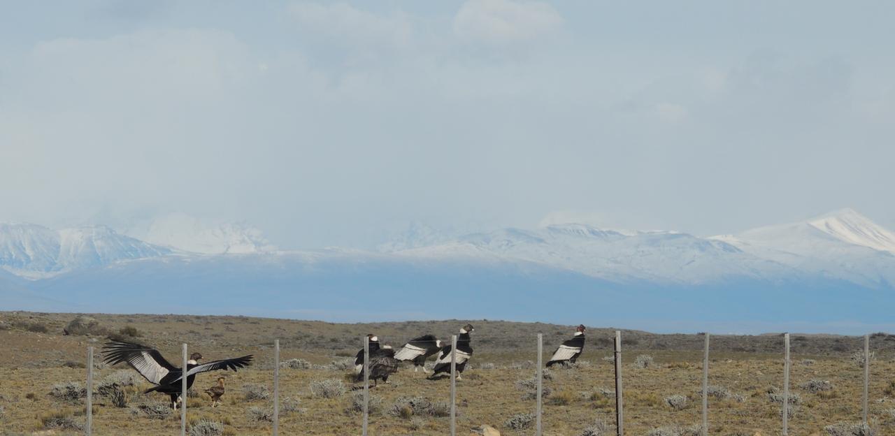 Complejo "Nahuel Pan " El Chaltén Exterior foto